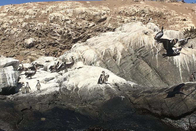 Fr STGO: WILD PENGUINS, SEALION, SANDBOARD, PARAGLIDING & PICNIC - A Full-Day Coastal Mix: From Valparaíso Energy to Zapallar Quiet