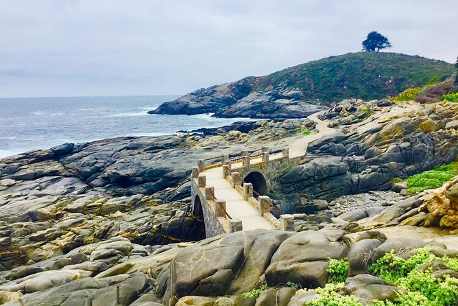 Fr STGO: WILD PENGUINS, SEALION, SANDBOARD, PARAGLIDING & PICNIC - Sea Lions First: A Wildlife Stop You Can Appreciate Without Waiting